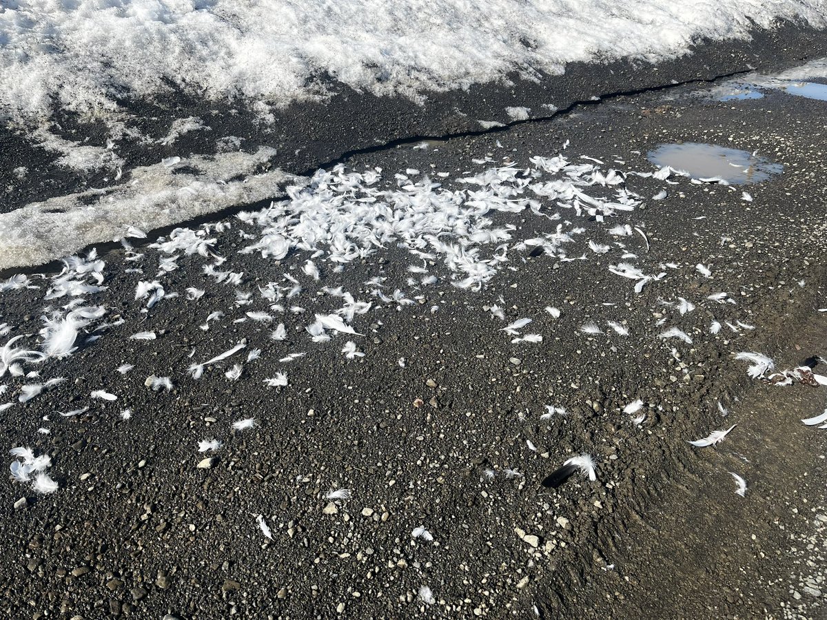 Umm_Erica's tweet photo. Not the usual signs of spring I expect on a run, but hey, this is Alaska, we keep an open mind. 🥴👀🥷🏽🦄☄️☀️ https://t.co/cqv1VeNkPz