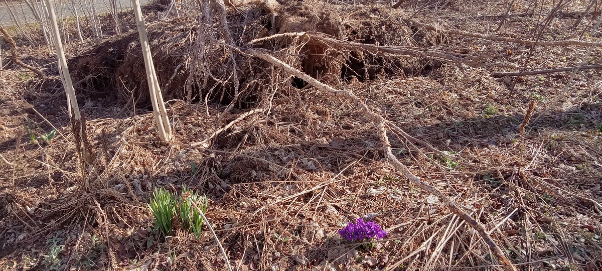hunter_ancestor's tweet photo. Spring flowers coming up among the damage done by Fiona
@PointsEastDrive #spring #SpringFlowers #Fiona https://t.co/QiZHBUPLKJ