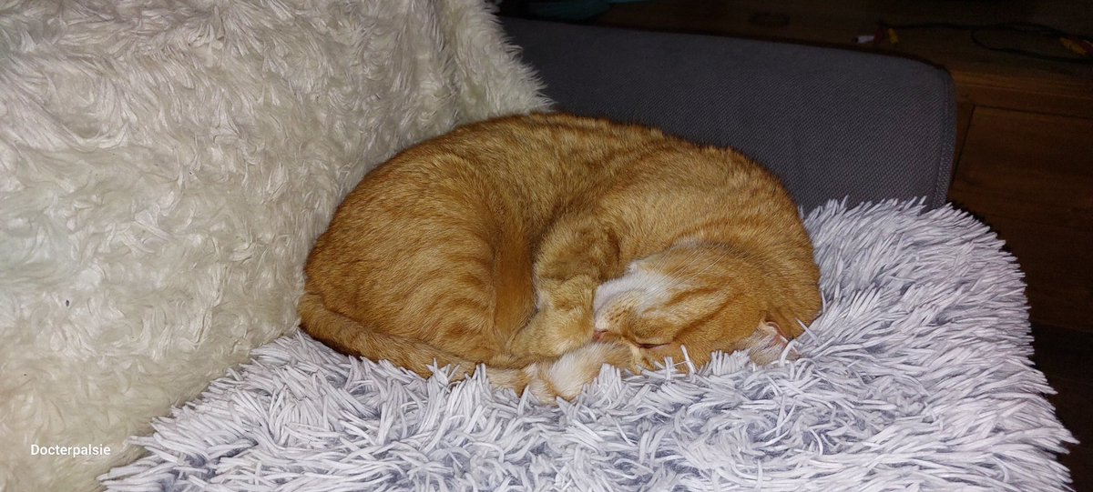 Het snurkt.........maar ook echt snurken #welterusten