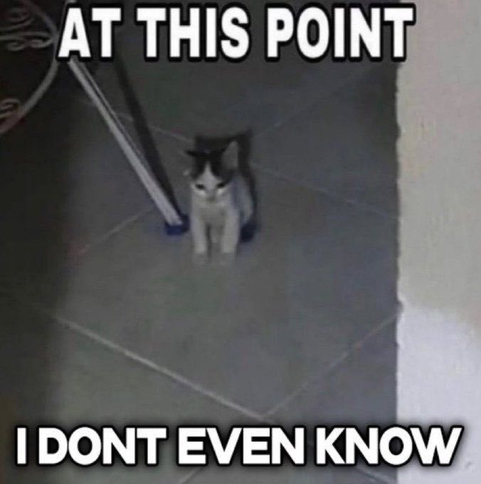 LiterallyMeCats (@literallymecats) on Twitter photo 