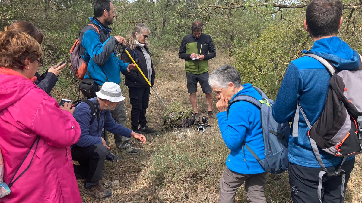 daniesfra's tweet photo. Matí de excursió botànica de @FloraCatalana amb bona companyia a La Guàrdia Lada; fins a 22 inscrits fent descoberta i avaluació de la biodiversitat florística del terme, i efectes de la sequera en vegetació #LaGuardiaLada #laSegarra #MontoliudeSegarra #Comalats #NaturaSegarra https://t.co/q4xdb1fTE1