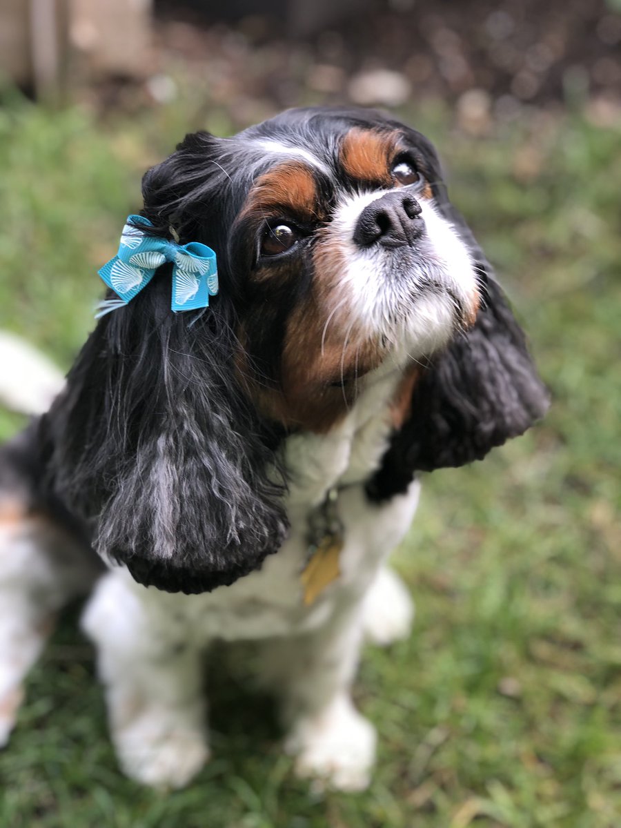 Went the groomers today , feeling much better. Dad said between the groomers and the vets I gave the credit card a good work out!
