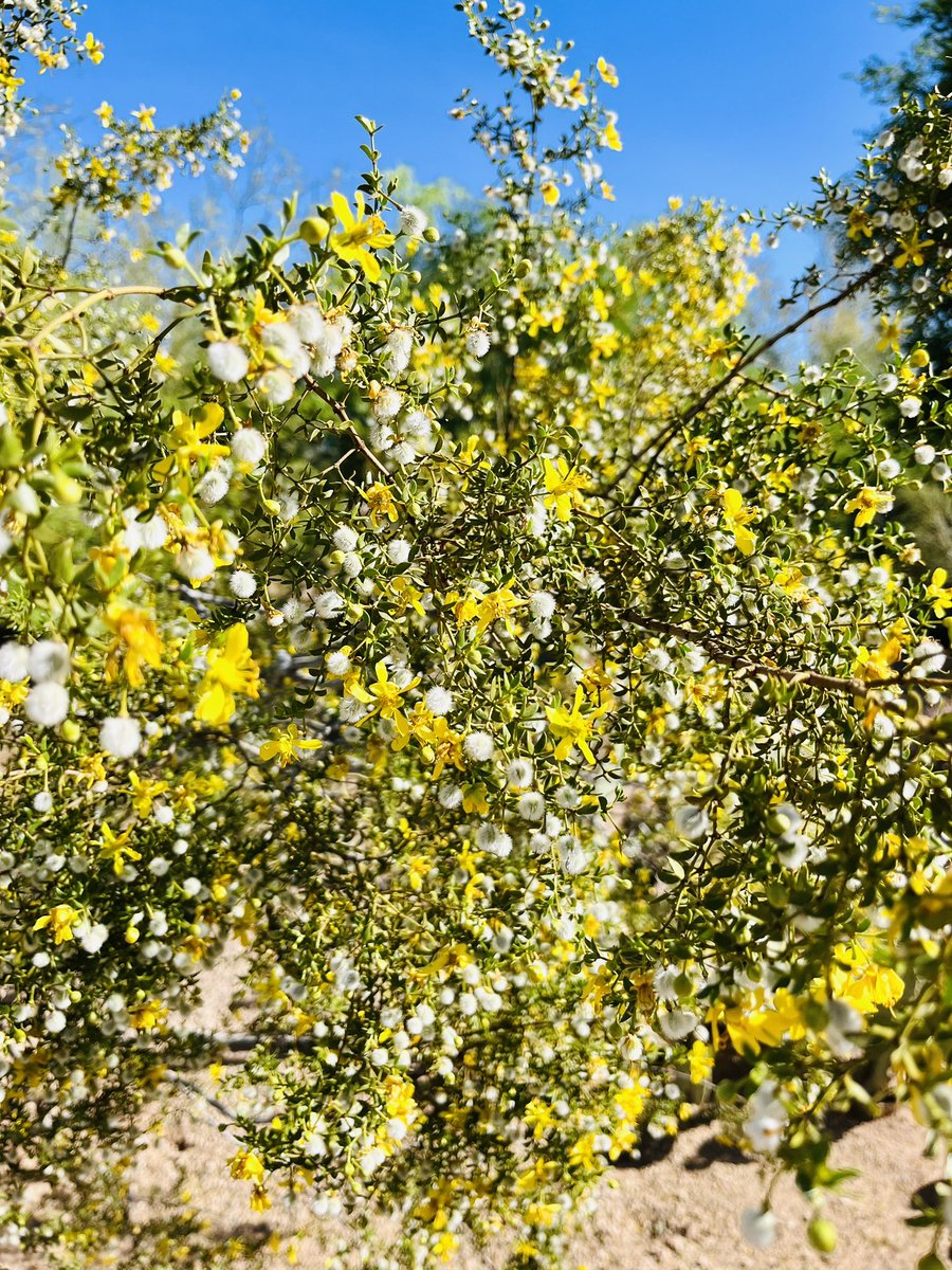 lvgrace5's tweet photo. Happy Earth 🌎 Day from the #desertbotanicalgarden 💐⛰️🌵🏜️ 
Thank youuuu, to my lovely 🥰 friend for coming out for coffee ☕️, a botanical garden🪴walk, &amp; brunch 🍳🍽️🥞
#EarthDay2023 #Arizona #brunchtime #CoffeeTalk https://t.co/ji4N7J7dOw