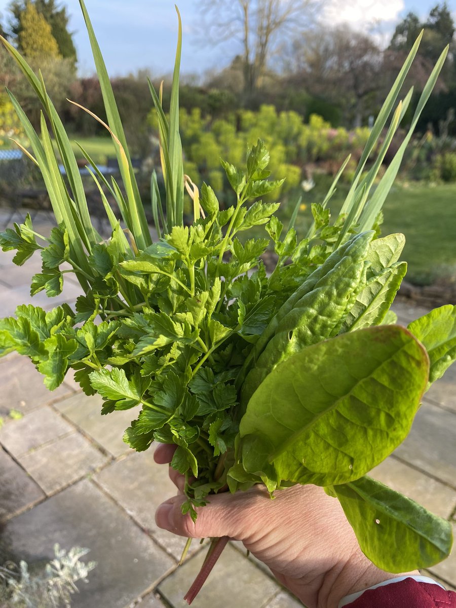 CottagesKitchen's tweet photo. A little spring salad of sorrel, garlic chives and parsley…..so lovely to get out in the garden.  These leaves definitely pack a punch and best of all they are perennial.

#homegrown #springkitchengarden #gardening #garlicchives #sorrel #parsley https://t.co/nOKUZZ8GRg