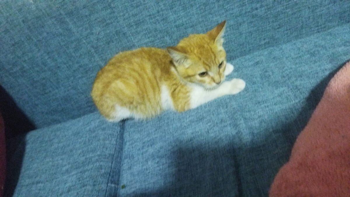 Melhirschfeldt's tweet photo. Este bebito hermoso está buscando hogar, macho de 3 meses en adopción 
@Vivir_en_Guemes @VivireNuevaCba @VivirEnNuevaCba https://t.co/EYef9Z8WxV