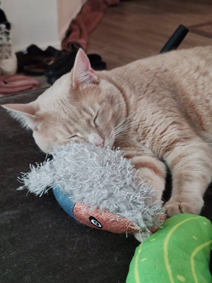 kirby_pov's tweet photo. Kirby resting from a very busy #Caturday
#KirbysPOV #CatsOnTwitter #LosGatosDeTwitter https://t.co/QDj5Qsnown