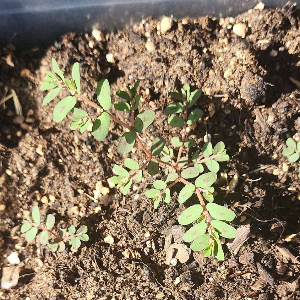 Its_Kazmania's tweet photo. This started growing in some random soil I had laying around. It's pretty. Anyone know what it is? #plants #gardening #PlantIdentification https://t.co/5q20f81HsJ