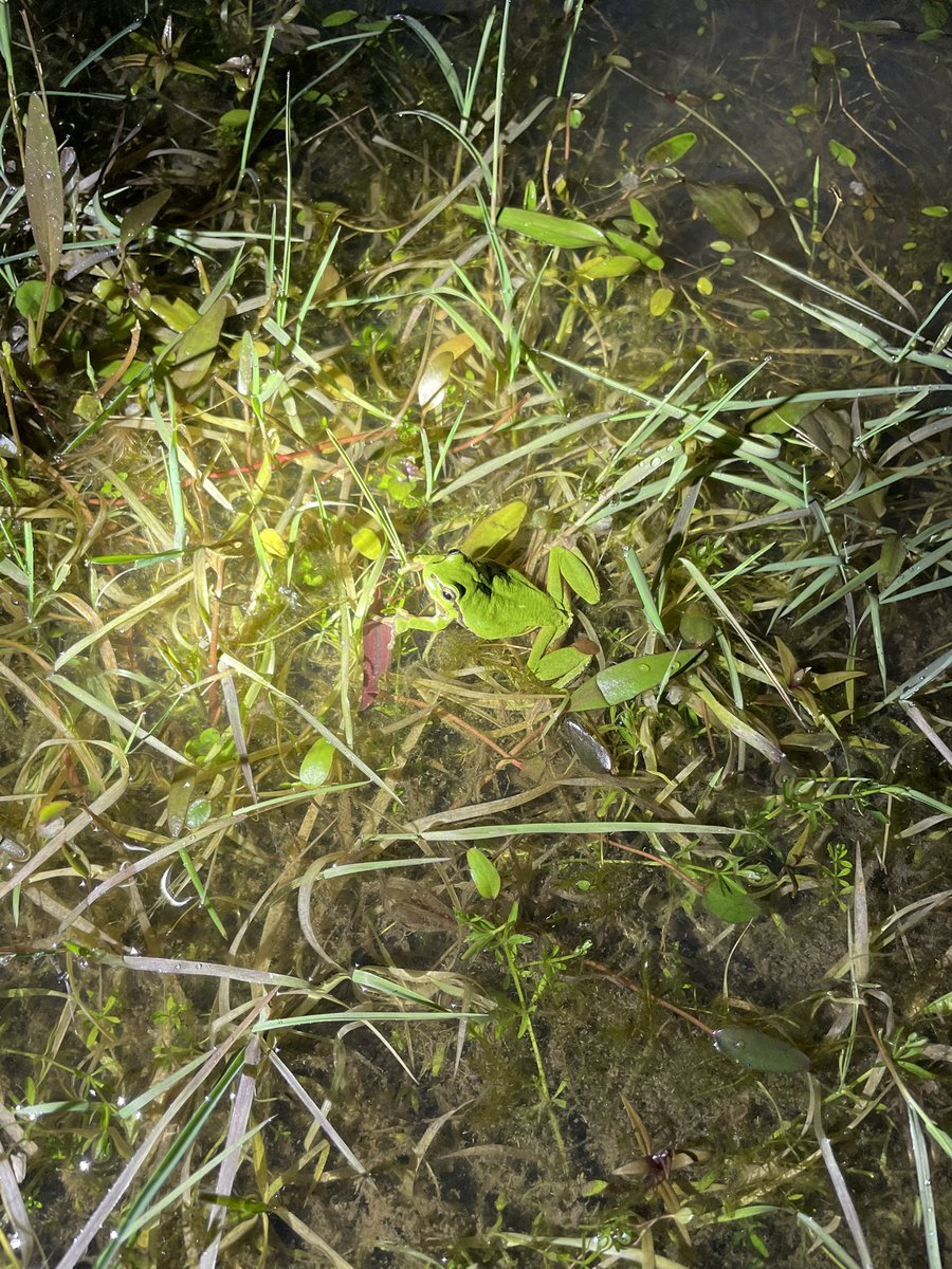 Vanavond hadden we de eerste telronde van dit #boomkikker seizoen. Geteld met Jeroen, Ria, Maria en Fren. 32 roepende mannetjes op de #Vilt. Ook 1 vrouwtje gezien, boordevol eitjes. Mooie avond en prima resultaat 
@Brab_Landschap <a href="/natuurbalans/">Bureau Natuurbalans</a>