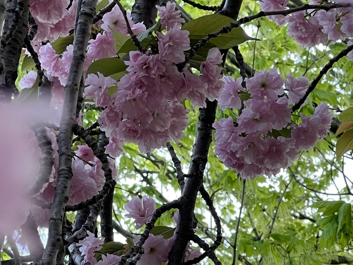 100KSteps1's tweet photo. #EarthDay How are you honoring the #Earth today? https://t.co/7ZQu2XeJsa