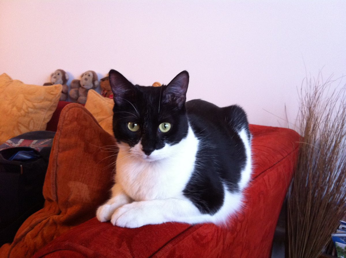 Duam78's tweet photo. If you see this, share a cat picture 🐈 https://t.co/Qc4oCsCEUH