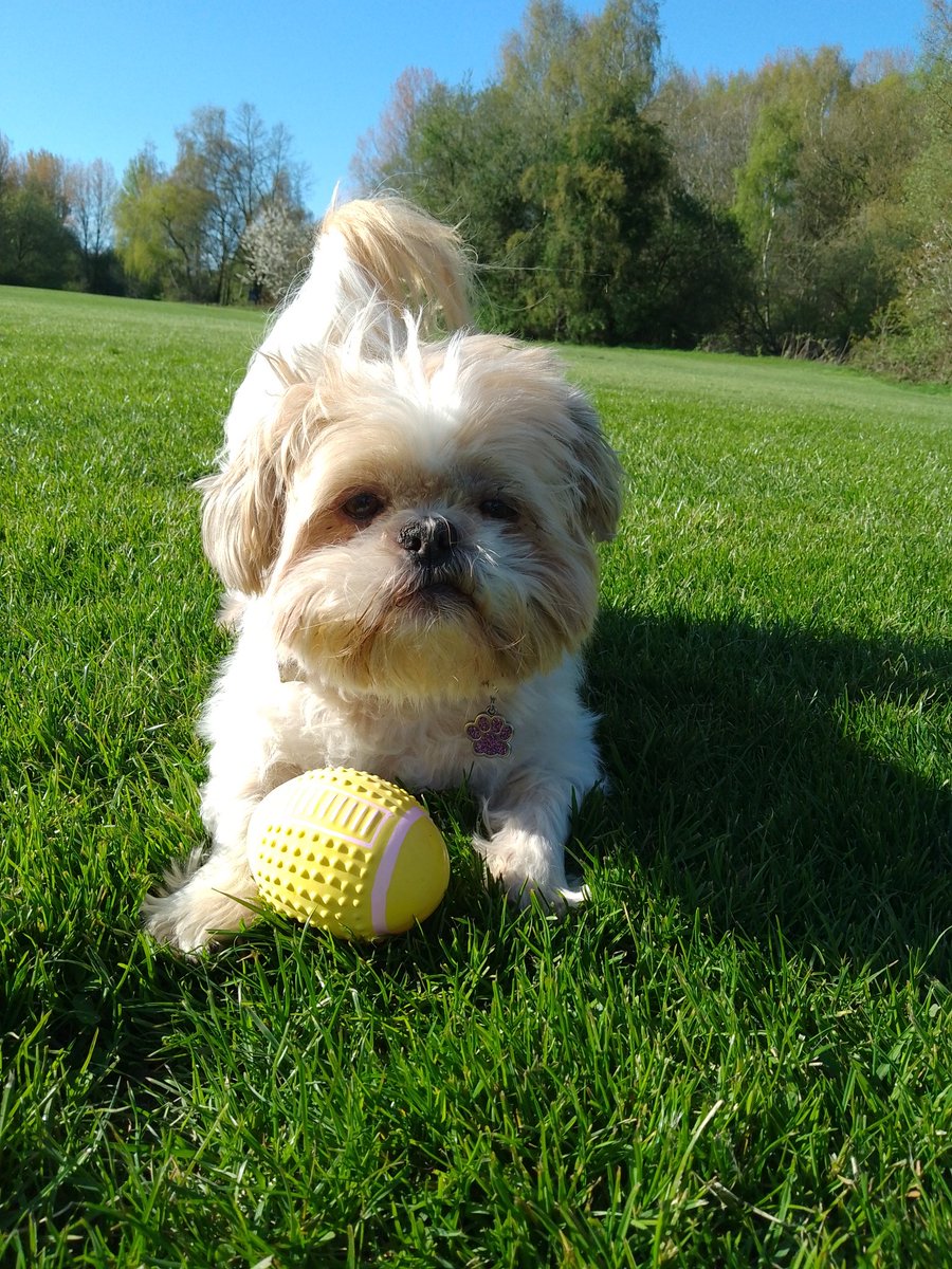 natalievaness15's tweet photo. I also sunned meself wiv me lil yellow ball today βοΈπ All in all, a good Saturday πΎ
#SpringTallulah πΌπΌπΌ https://t.co/Mzzp9gx9v3