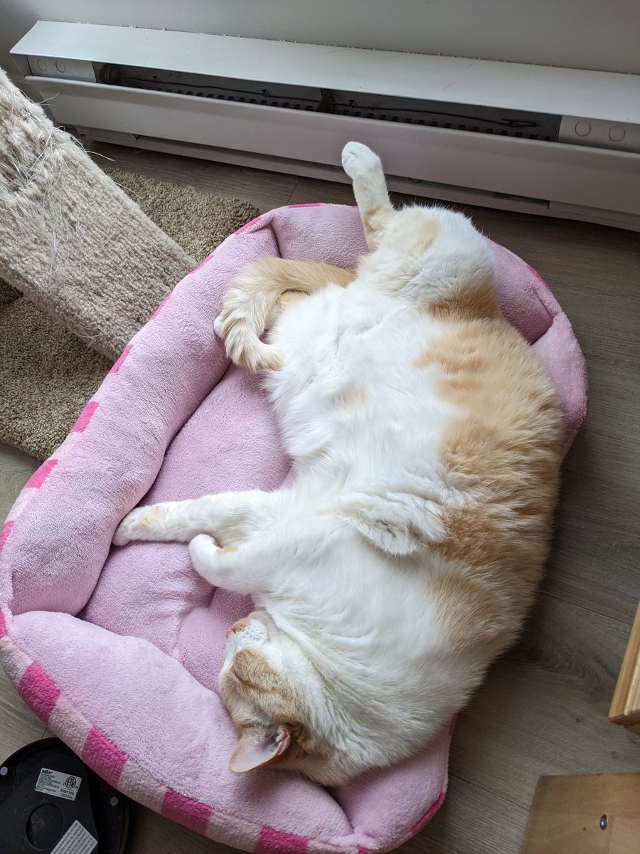 hobgoblinning's tweet photo. We have scavenged so many good little treasures out of the BB&amp;B closing sale!! Including a new bed for big boys https://t.co/Eia2Pxo6Lt