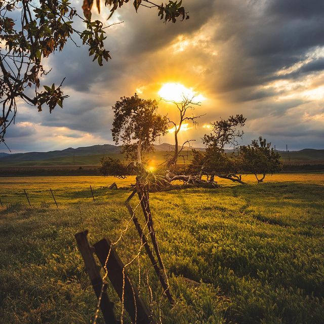 CA GROWN tweet media