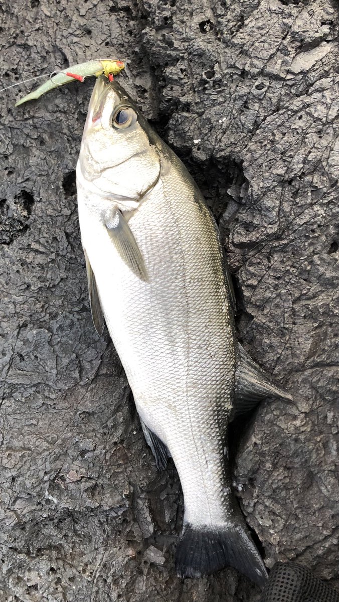 冒険はしない。

手堅い釣りに徹する。