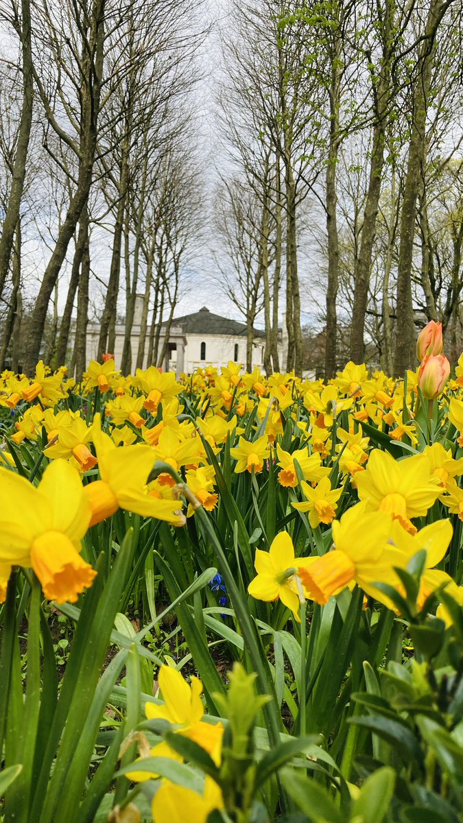 Spring in Brussels 🇧🇪