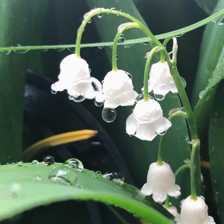 🌿🌼🧺 tweet media