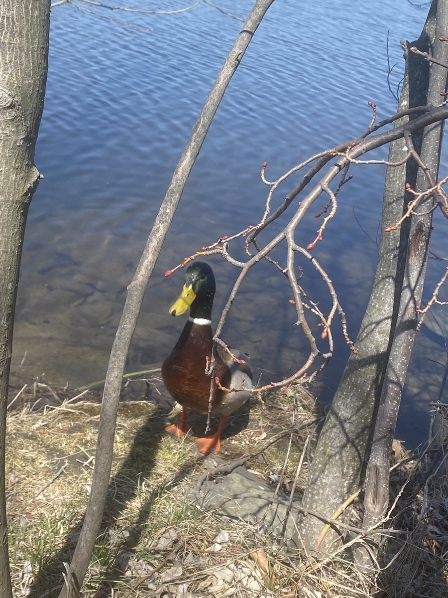 mayamuscles's tweet photo. mr quackingson has something to say https://t.co/t7ZavGG4Cb