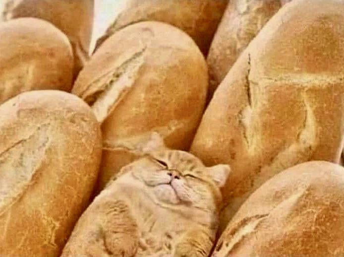 Breaded Cats tweet media