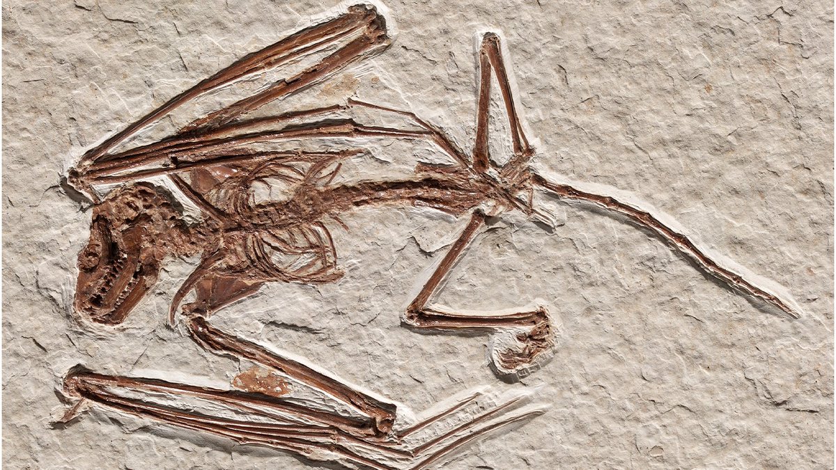 CaraSantaMaria's tweet photo. 52 million-year-old bat skeleton is the oldest ever found and belongs to a never-before-seen species. 🦇
#Bats #BatFossils #BatSkeleton #Paleontology #Fossils #Bat
https://t.co/Klxo12tdkH via @LiveScience https://t.co/VMZOmMDkMV
