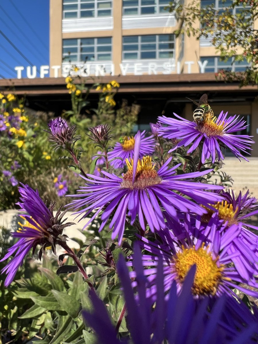 Tufts Pollinator Initiative tweet media