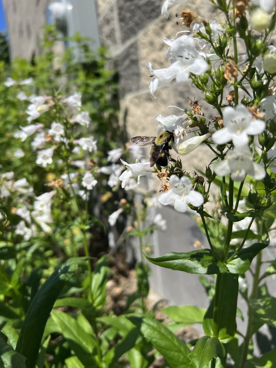 To help pollinators on this Earth day weekend: 
-Plant native wildflowers 
-Skip the pesticides 
-Go out and find at least one new pollinator you've never noticed before 🐝🦋🪲

Make this Earth day about caring for all our pollinator neighbors in the city!