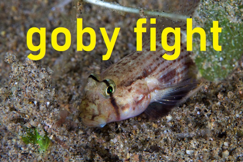 Pacificklaus's tweet image. A fight between two small gobies over ownership of a piece of sand - quite fierce. The fish try to head butt each other into their presumably more sensitive sides. 
#goby #animalBehavior #fishBehavior #fish 
youtube.com/watch?v=VjtFta…