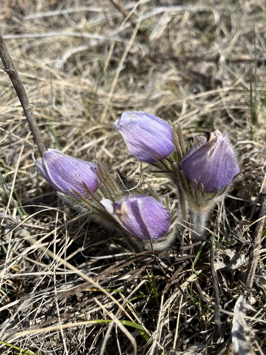 steffohyeah's tweet photo. Beautiful find on #EarthDay2023. Crocus! https://t.co/oFHu47MV2A