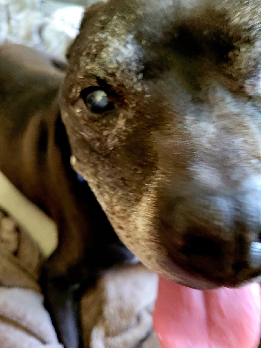 thejoyfulpit's tweet photo. Happy Saturday, my friends! I'm ready for my close-up! 😁🎬🎥

#lifesshort #bejoyful #thejoyfulpit #pitbulllife #pitbull #pitbulls #pitbullsofTwitter #DogsofTwittter #Twitterdogpark #dogs #dog #doglovers https://t.co/CSvqYLH8MJ