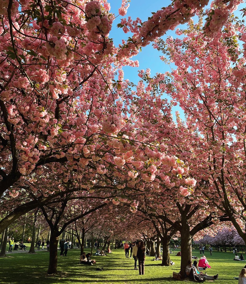 Happy Earth Day! ❤️🌍🌸Such a lovely time seeing the Cherry Blossom Esplanade in full bloom at the @BrooklynBotanic Catch them before they fall #cherryblossoms #brooklynbotanicgarden #brooklyn #sakura #spring #earthday #brooklynbotanicalgardens