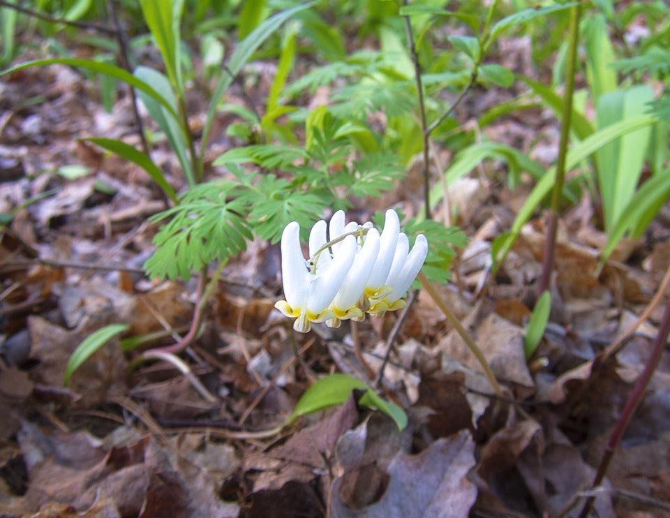 WildAdks's tweet photo. Happy #EarthDay! Some of the many wildflowers that will start blooming over the next month. https://t.co/wQX6njCNQ4
#AdirondackWildflowers #SpringWatchAdirondacks #AdirondackSpring #EarthDay2023 https://t.co/zVsCfDjWMk