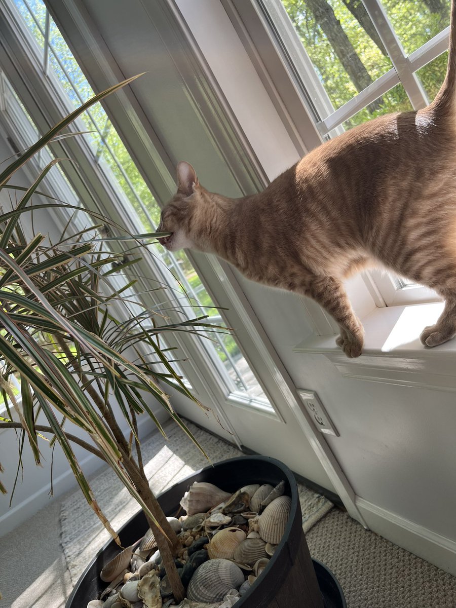 RMSlibrarylady's tweet photo. @PawsleyTheCat Akim https://t.co/dOQpscUdMf
