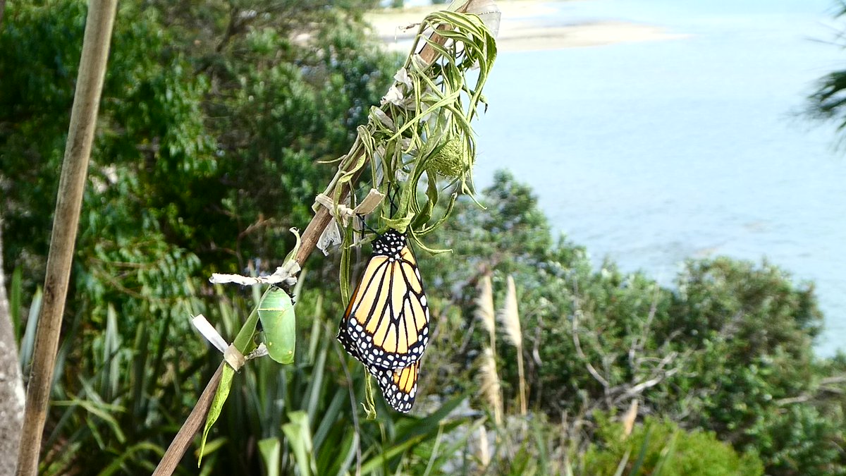 CardioKiwi's tweet photo. Just drying the new wings.... #GrowingMonarchs https://t.co/u9cAib0zuC