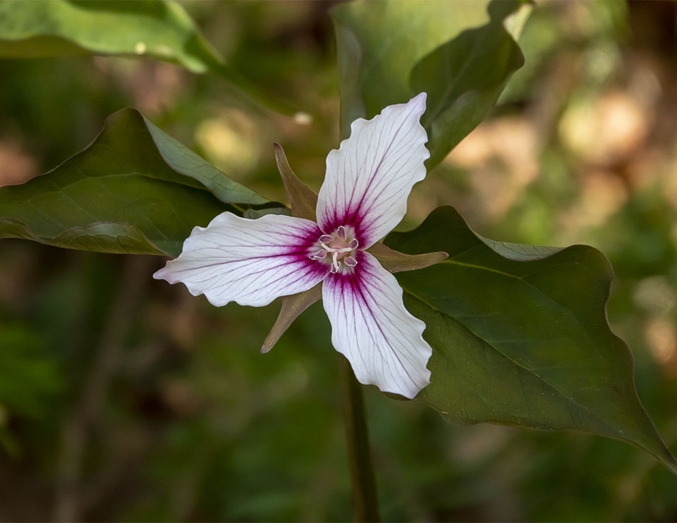 WildAdks's tweet photo. Happy #EarthDay! Some of the many wildflowers that will start blooming over the next month. https://t.co/wQX6njCNQ4
#AdirondackWildflowers #SpringWatchAdirondacks #AdirondackSpring #EarthDay2023 https://t.co/zVsCfDjWMk
