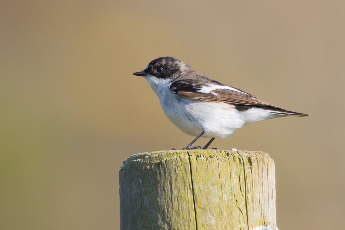 Sophie Dorman tweet media