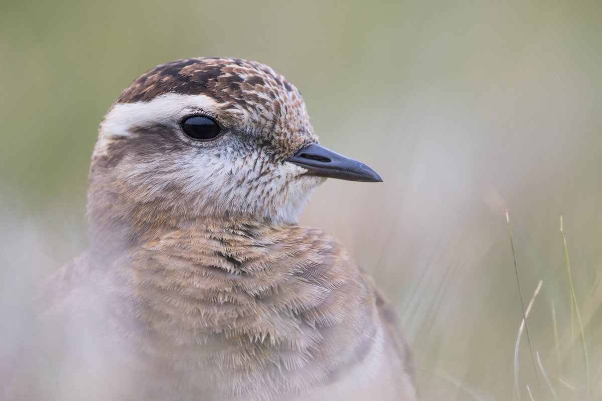 Sophie Dorman tweet media