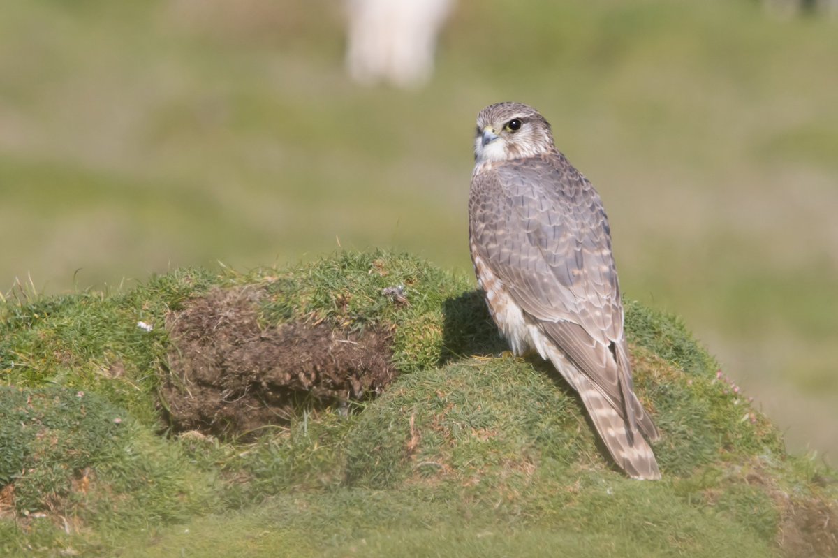 Sophie Dorman tweet media