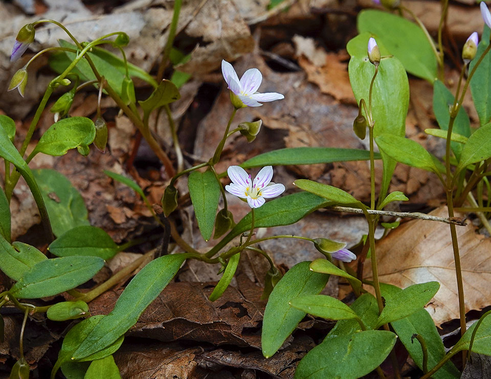 WildAdks's tweet photo. Happy #EarthDay! Some of the many wildflowers that will start blooming over the next month. https://t.co/wQX6njCNQ4
#AdirondackWildflowers #SpringWatchAdirondacks #AdirondackSpring #EarthDay2023 https://t.co/zVsCfDjWMk