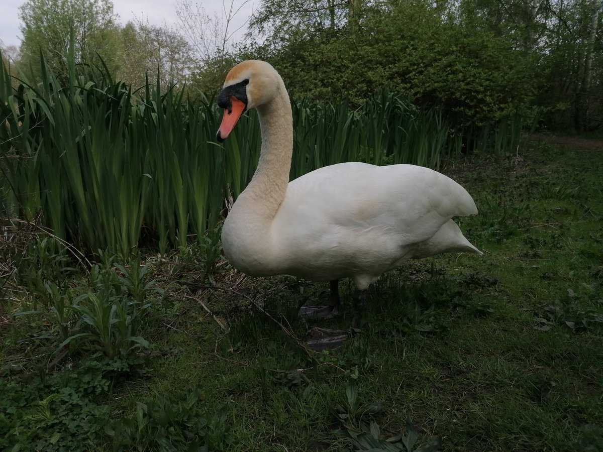 laurencear's tweet photo. Someone took a break from nest building to come and have a chat
@WWTLondon
#SwanSwanH #MrWest #SwanFriends https://t.co/Y5kLJvs7PR
