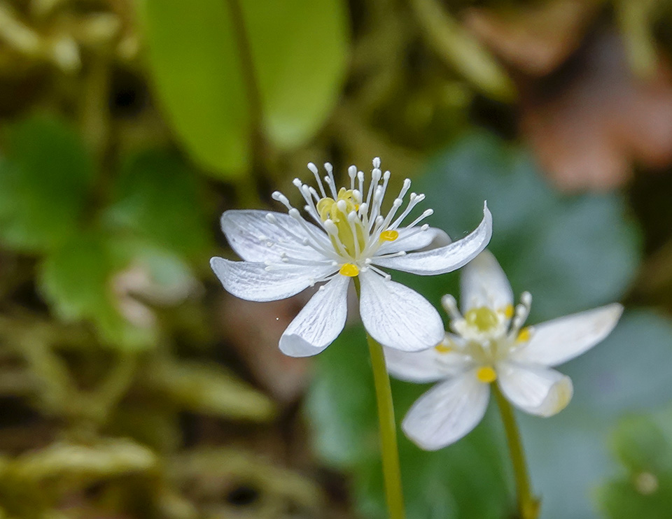 WildAdks's tweet photo. Happy #EarthDay! Some of the many wildflowers that will start blooming over the next month. https://t.co/wQX6njCNQ4
#AdirondackWildflowers #SpringWatchAdirondacks #AdirondackSpring #EarthDay2023 https://t.co/zVsCfDjWMk