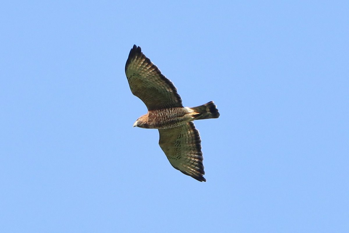 adoptabosque's tweet photo. También Celebramos el Día de la Tierra 🌎 monitoreando la fauna silvestre migratoria.

3.2 Millones de Rapaces migratorias han sido contabilizadas entre dos sitios de observación en Bocas del Toro en nuestro Conteo primaveral 
#BocasHawkWatch 
@hawkwatchint @Hawk_Mountain https://t.co/xacVoOfdVB