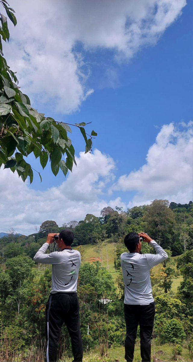 adoptabosque's tweet photo. También Celebramos el Día de la Tierra 🌎 monitoreando la fauna silvestre migratoria.

3.2 Millones de Rapaces migratorias han sido contabilizadas entre dos sitios de observación en Bocas del Toro en nuestro Conteo primaveral 
#BocasHawkWatch 
@hawkwatchint @Hawk_Mountain https://t.co/xacVoOfdVB