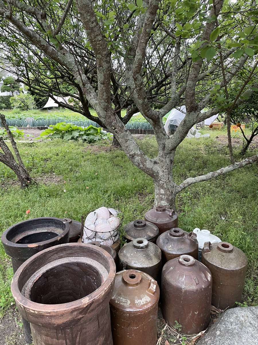 medusaeditions's tweet photo. Komogawa, Chiba, Japan, #SuperNaturalDeluxe Gardens sits on a 180 year old sake brewing residence. Looking forward to playing ‘Az Yashir’ songbook here later this afternoon! see you soon! お会いしましょう!! #azyashir #ayalsenior #tetsumineta #jefffuccillo #jasonfunk #japan ✨✌️💙 https://t.co/pOa5lQtnN8