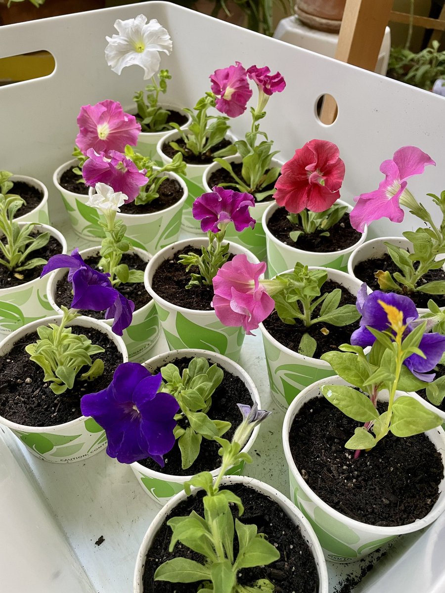 perlasofia's tweet photo. Mañana domingo, a la 1:00pm, estaré en San Patricio ☘️ Plaza, Guaynabo 🇵🇷 ofreciendo mi charla “Jardinería para tu bienestar”. Y, por supuesto, llevo plantas 🪴 para obsequiar a los participantes: petunias, celosía y otras para el huerto casero, como berenjena 🍆 brécol y 🍉 https://t.co/4ctFzoinZO