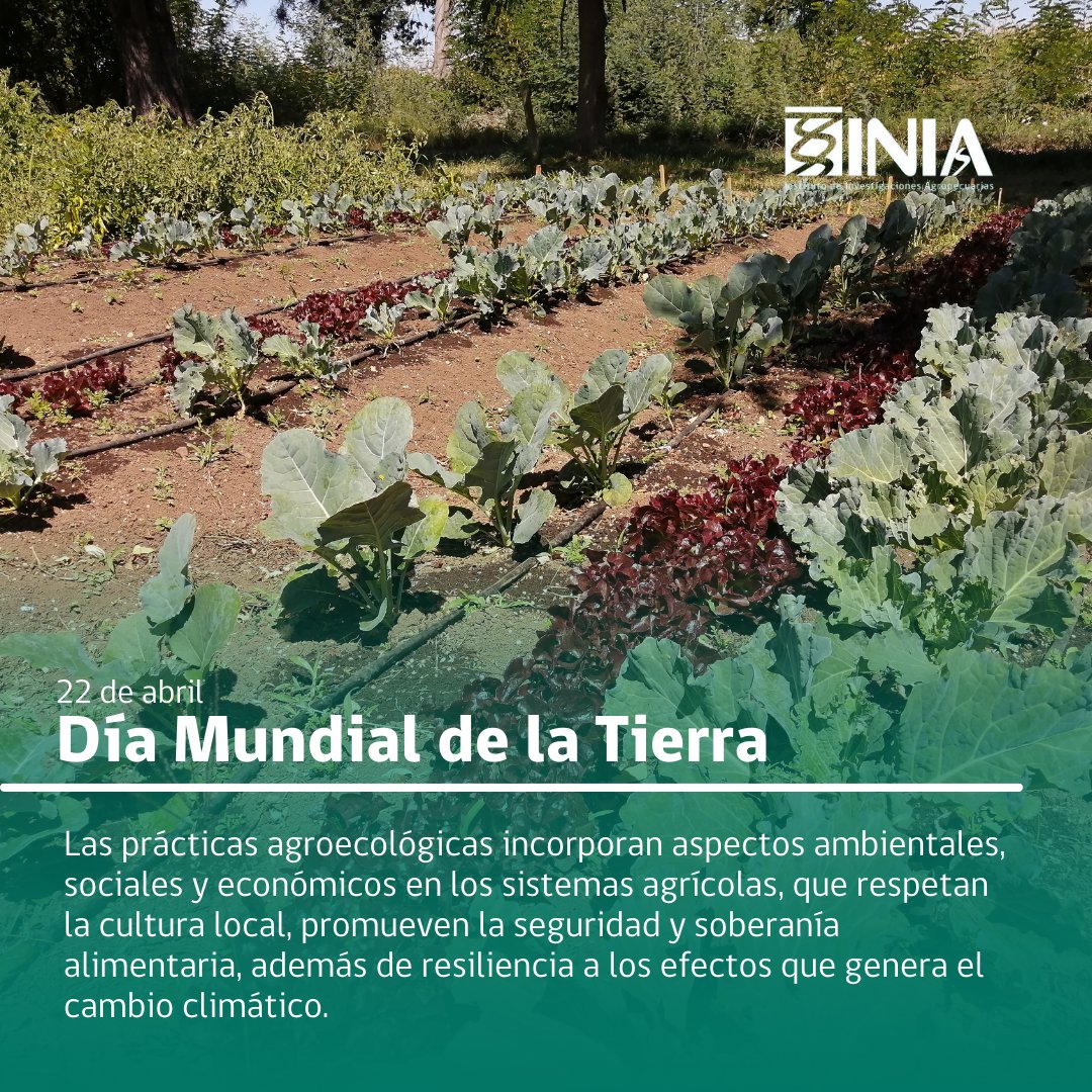Hoy es el #DiaMundialDeLaTierra 🌱
En #INIAChile decidimos compartirles la mirada de la #Agroecología y esta nueva forma de vivir la #agricultura desde prácticas amigables con el medio ambiente y altamente sostenibles en el tiempo🍎
#sostenibilidad #CambioClimático #chile #tierra