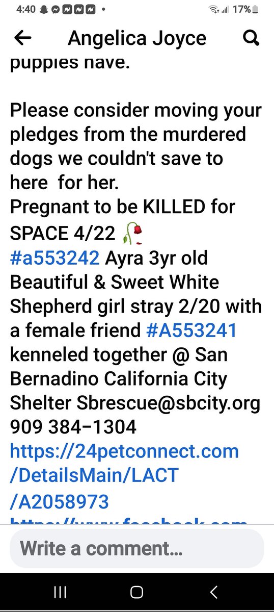PitbullTina's tweet photo. #PleaseRTRTRT! PREGNANT 3 YR OLD MAMA DIES TODAY! SAN BERNADINO, CA! PLS HELP SAVE HER & HER CHILDREN!!
https://t.co/sQxhjLrk5u https://t.co/PHOWO2WBTM