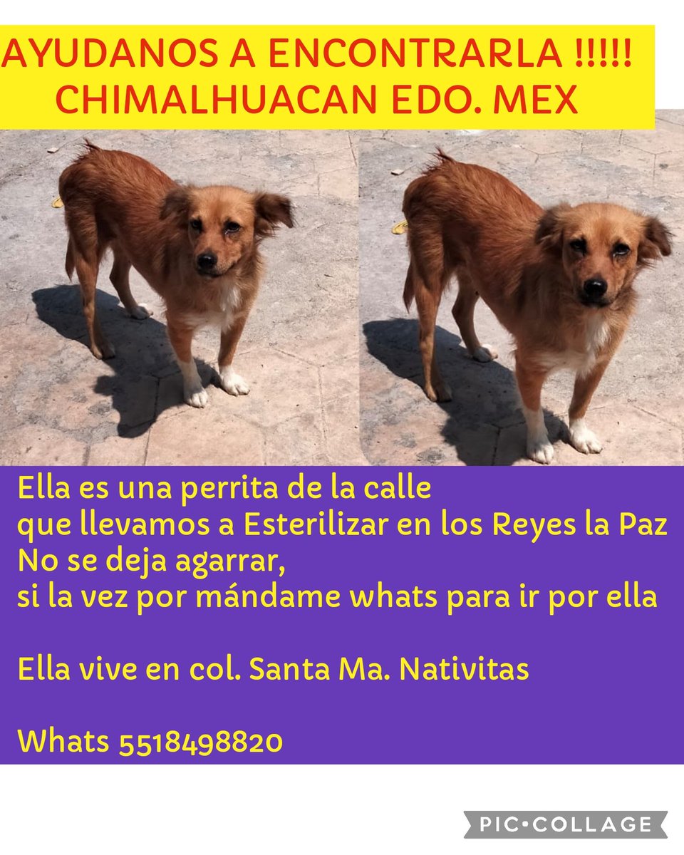 🆘 Ayúdanos a encontrarla
Ella es una perrita de la calle que llevamos a Esterilizar en los Reyes la paz,
No se deja agarrar, pero si la vez por favor mándame whats para ir por ella
Ella vive en col. Santa María Nativitas Chimalhuacán Estado de México 
Whats 5518498820