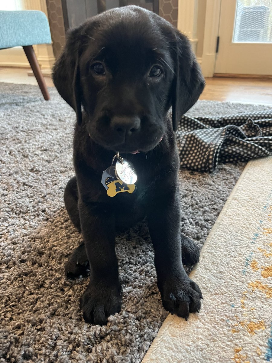 drewmooreNBC25's tweet photo. Need a #politics break while on @Twitter ? Meet #Maizey a future #leaderdogfortheblind #dogsoftwitter #blacklabs #leaderdog #GoBlue https://t.co/gANNJHvci8