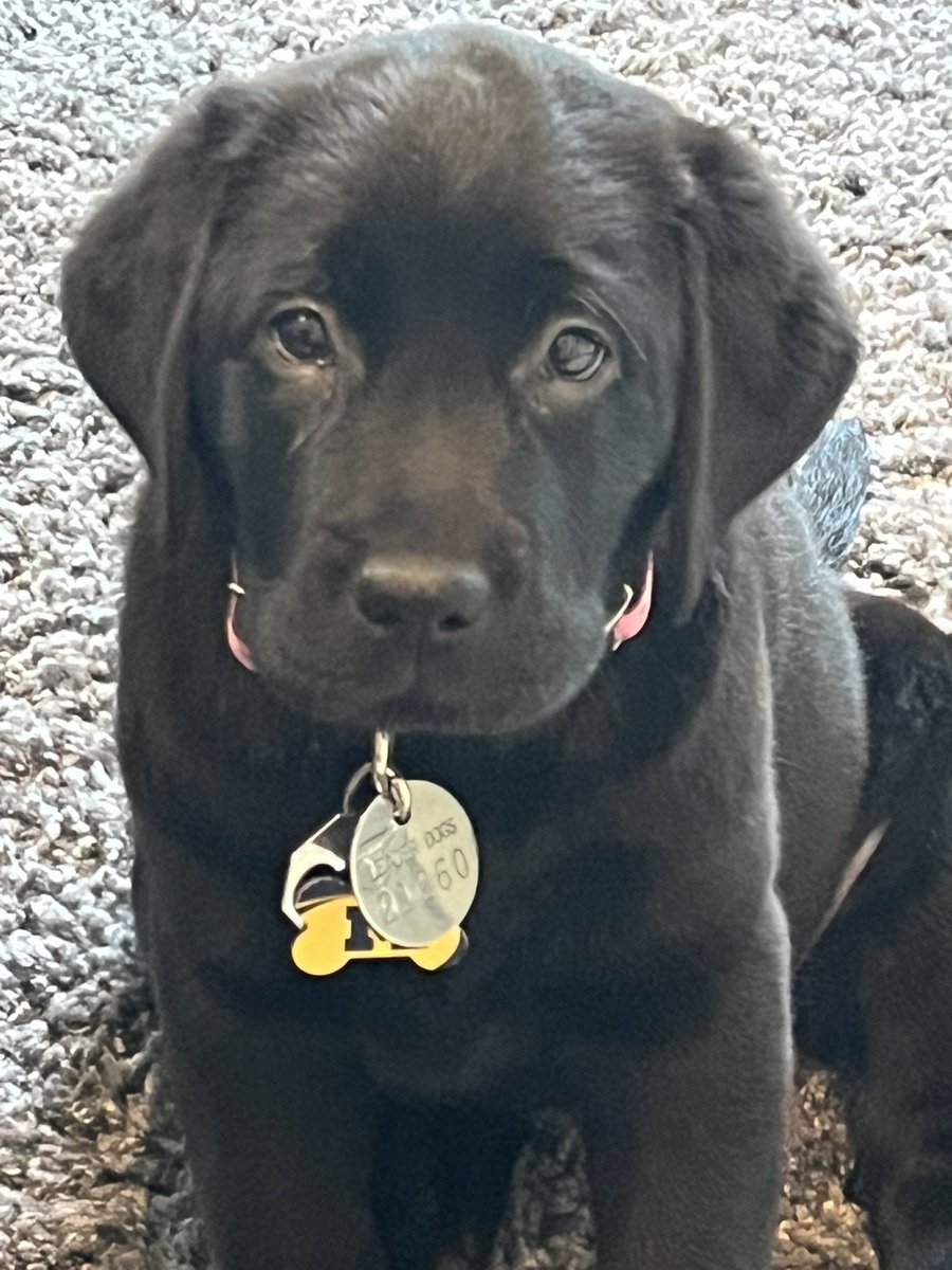 drewmooreNBC25's tweet photo. Need a #politics break while on @Twitter ? Meet #Maizey a future #leaderdogfortheblind #dogsoftwitter #blacklabs #leaderdog #GoBlue https://t.co/gANNJHvci8