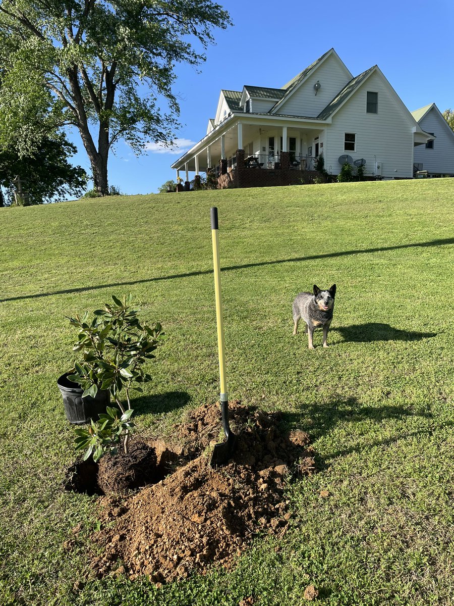 May your roots grow deep. May you grow patiently and slowly. May the sunshine and rain feed you. May you grow strong and stand tall! 🙏❤️🙏
#EarthDay #SouthernMagnolia