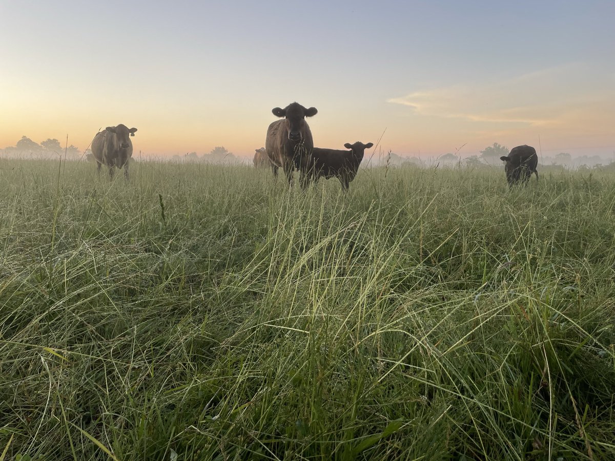 RichnerMegan's tweet photo. On our farm, we celebrate #EarthDay everyday by protecting our grass, soil, and water resources and caring for our animals. A sustainable farm is a #farm for the next generation! @AFBFYFR @FarmBureau https://t.co/OYBZRlIbh1